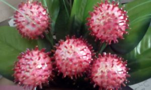 tutorial-rambutan-2