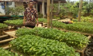 bibit-cabe