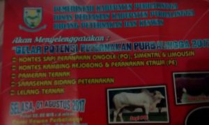 kontes sapi