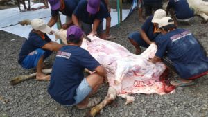panitia qurban sempor lor