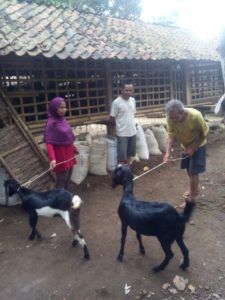 agroforestry sidareja bantuan 13 ekor kambing