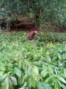 agroforestry sidareja bantuan bibit tanaman