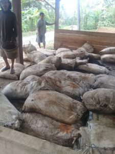agroforestry sidareja bantuan pupuk kandang