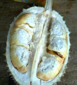 durian 2