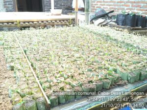 lamongan persemaian cabe