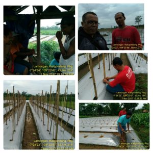 perluasan cabe di desa lamongan