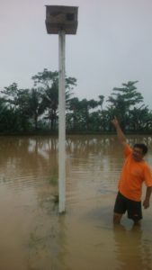 rubuha penolih