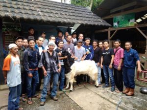 sapi perah khozin